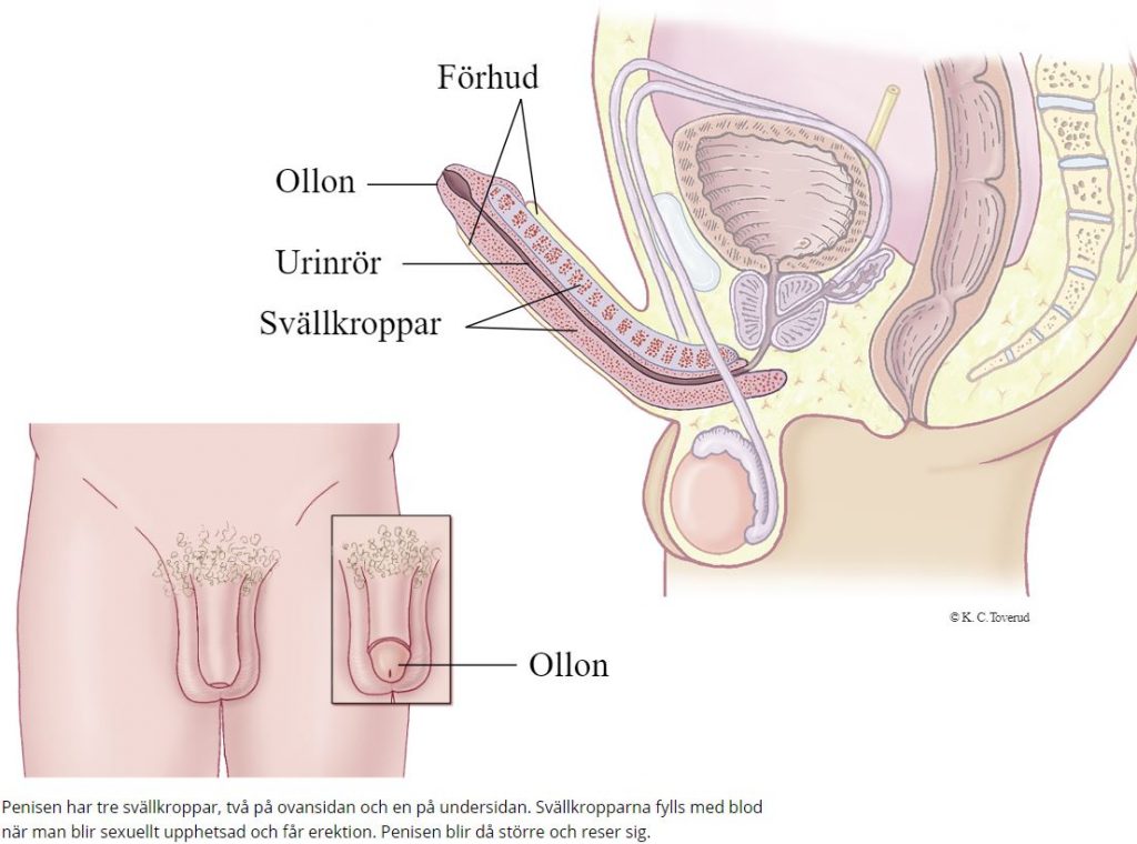 Anatomiska komponenter av penis. Visuell representation.